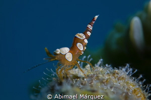Squat Anemone Shrimp by Abimael Márquez 